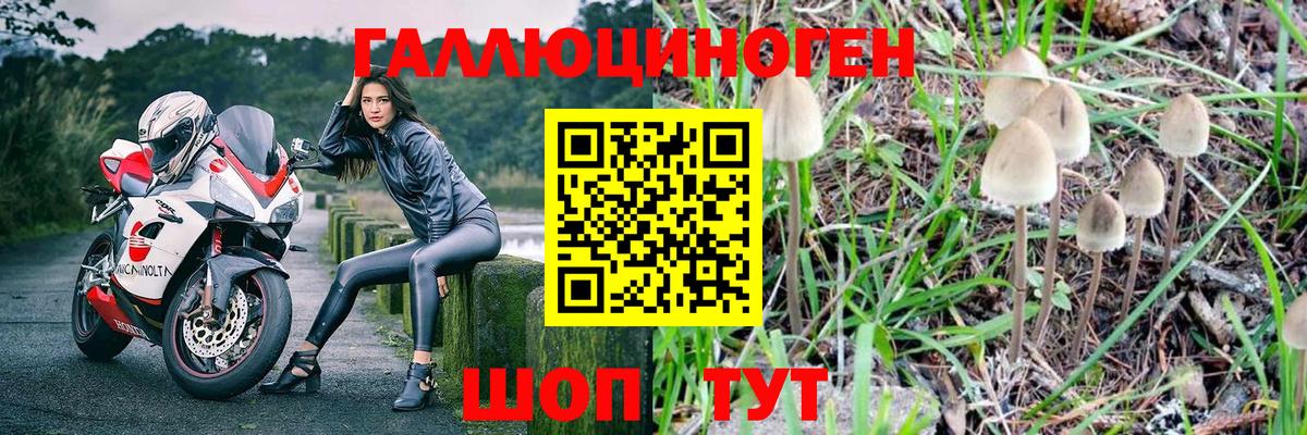 Галлюциногенные грибы Psilocybe  Вичуга 
